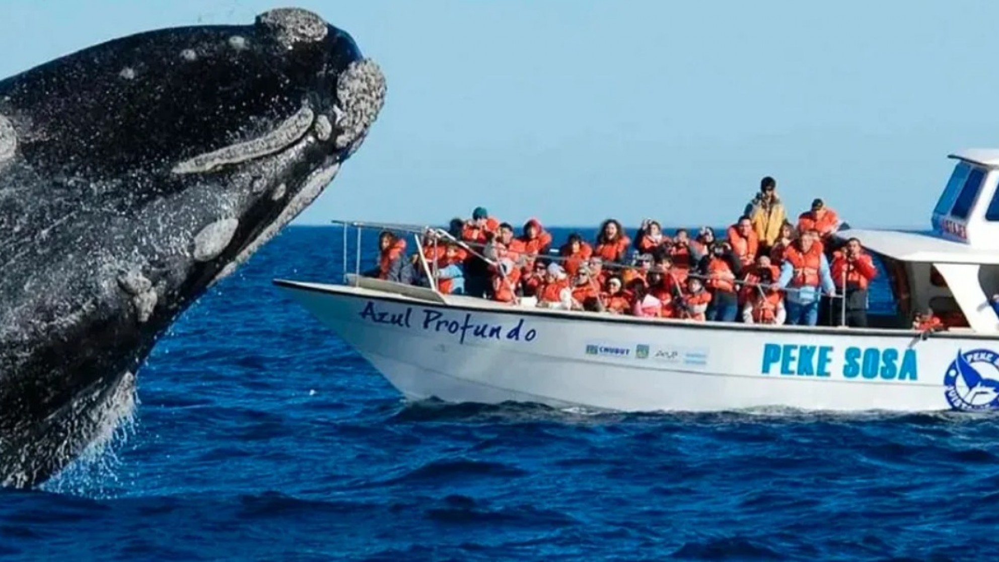 Lindo récord histórico de ballenas en Península Valdés: más de 2.100 ejemplares